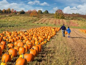4 Pumpkin Patches Near Bristol Where You Can Pick Your Own Pumpkins
