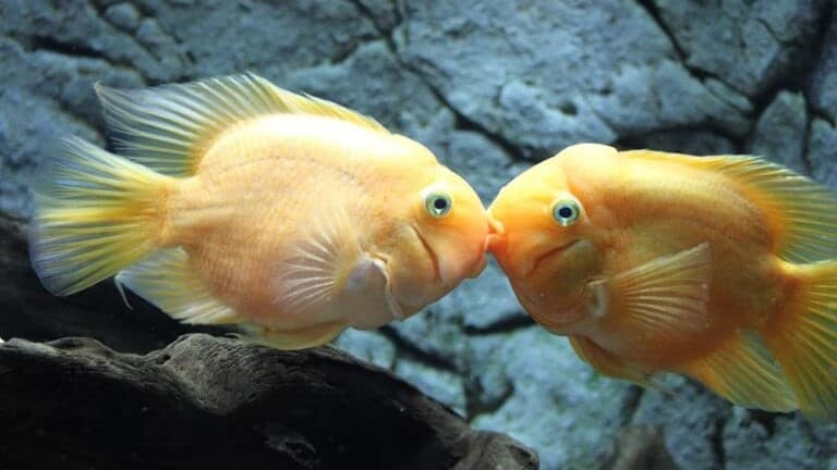 two fish 'kissing' at Bristol Aquarium for Valentine's Day in Bristol 