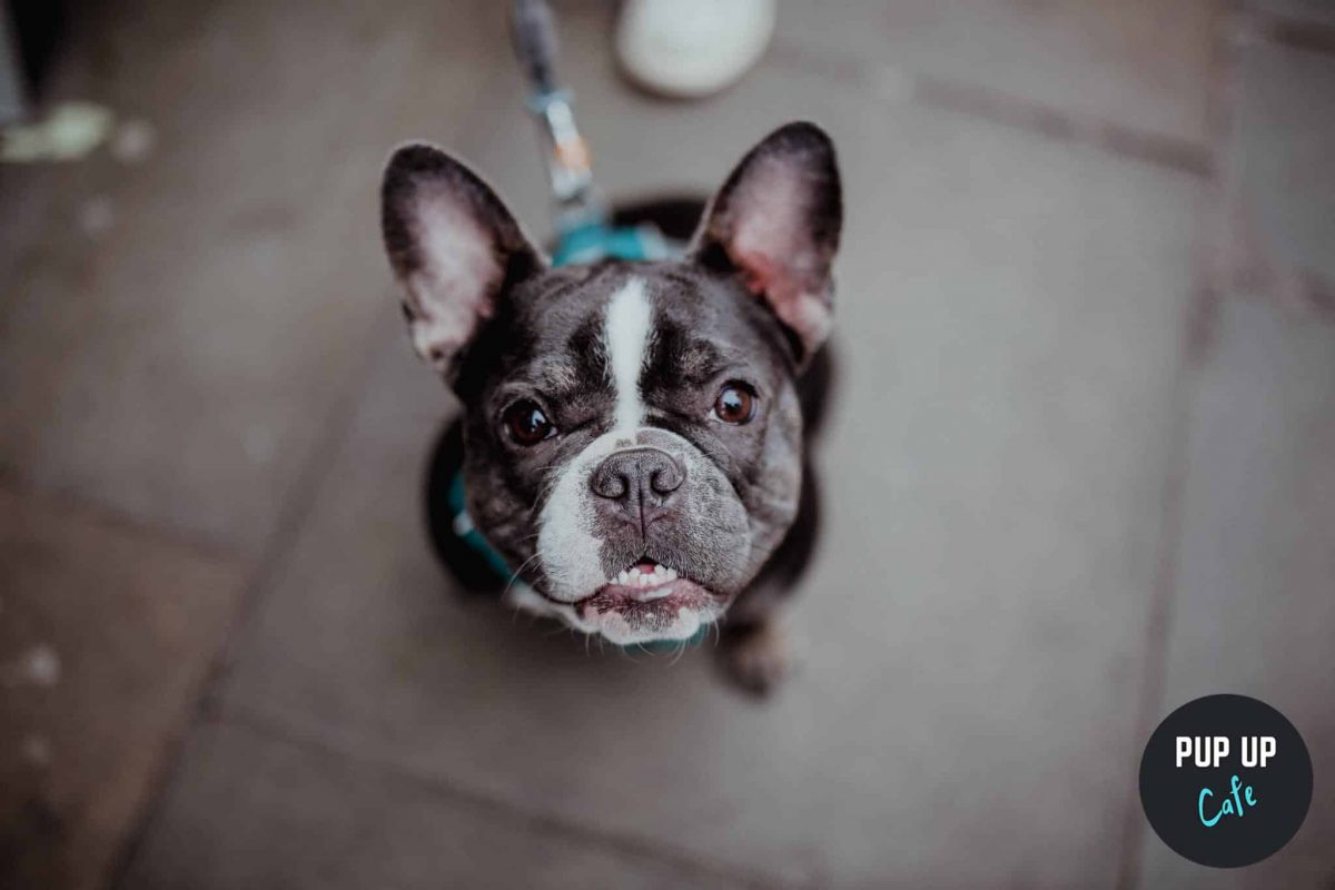 frenchie-at-pup-up-cafe