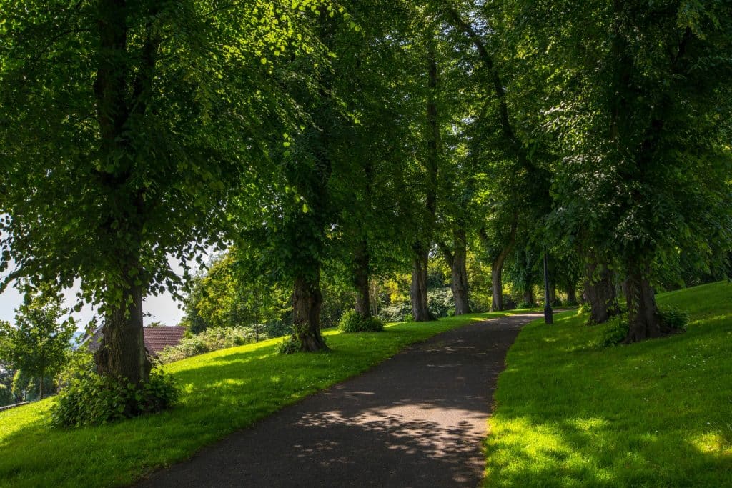 Pathway lined by green trees in one of Bristol's favourite park, Brandon Hill