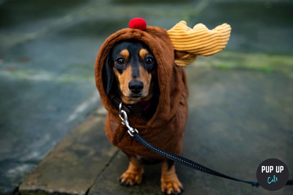 There’s A Festive Dachshund Pup-Up Cafe With Puppuccinos Near Bristol This December