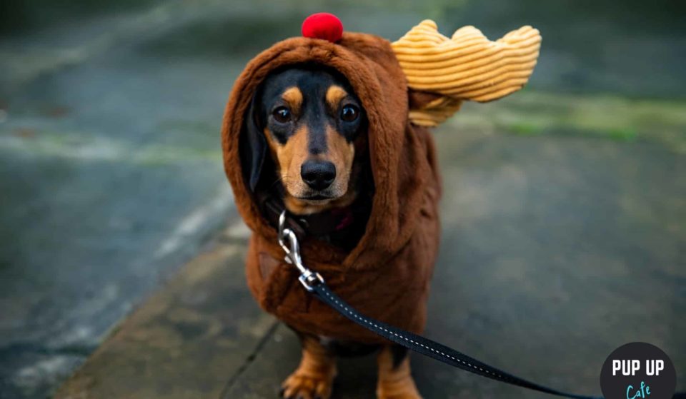 There’s A Festive Dachshund Pup-Up Cafe With Puppuccinos Near Bristol This December