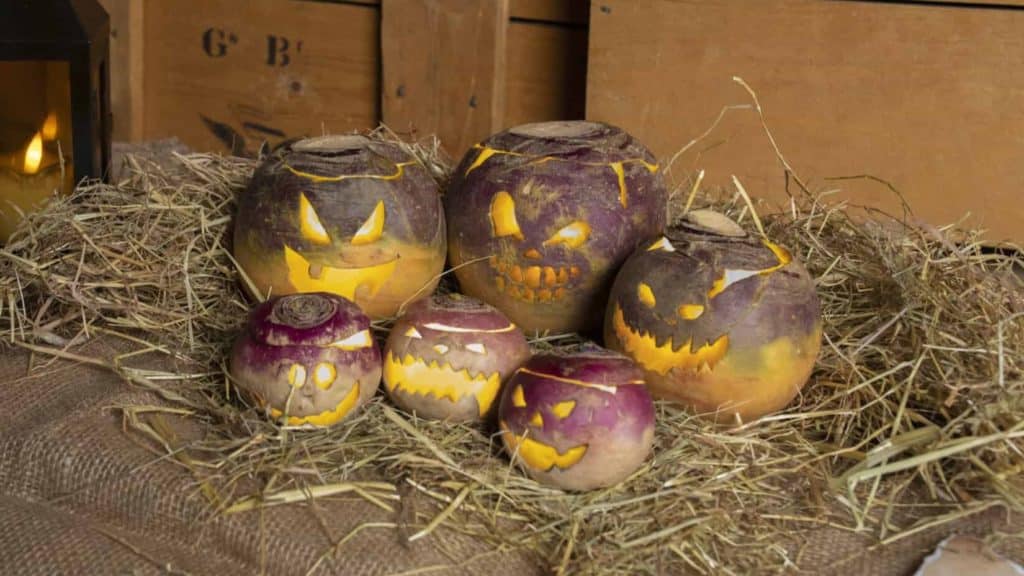 A selection of turnips carved as jack o lanterns on straw for Halloween in Bristol
