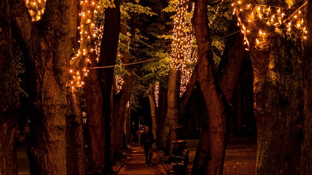 Tree light installations around Redcliffe trees
