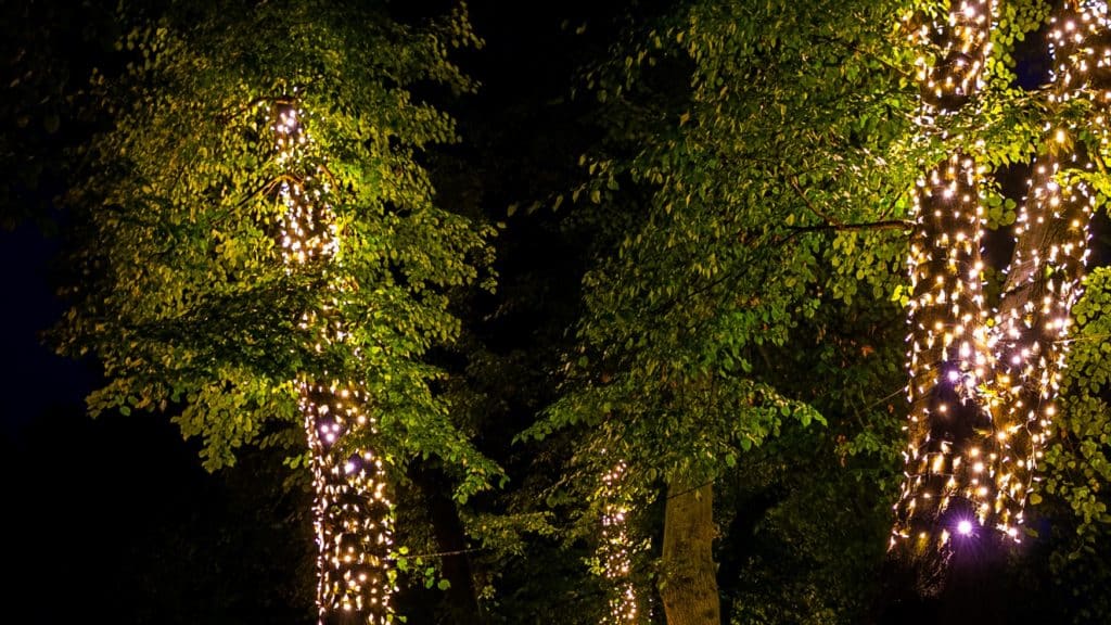 Tree light installations around Redcliffe trees