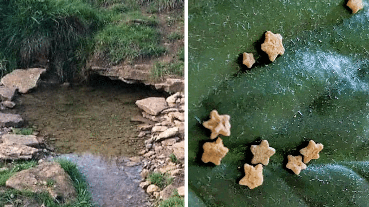 The freshwater spring of Starwell / Stars on a leaf