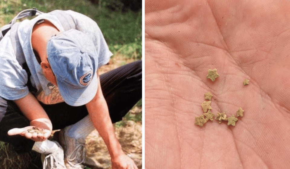 These Star-Shaped Fossils Can Only Be Found In A Spring Less Than An Hour From Bristol