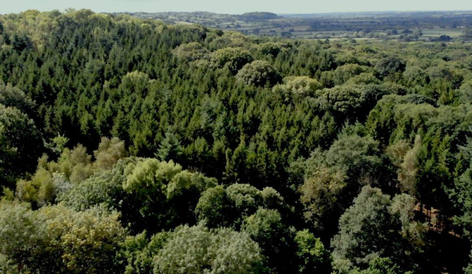A Huge New 175-Acre Nature Reserve Is Opening Near Bristol On An Ancient Woodland