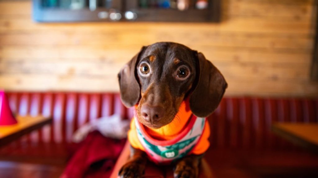 a dachshund at Pup Up Cafe