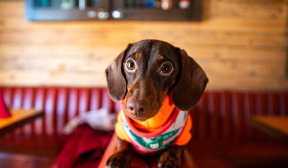 This Pup-Up Cafe Is Throwing A Summer Paw-Ty In Bristol To Make Our Hearts Melt