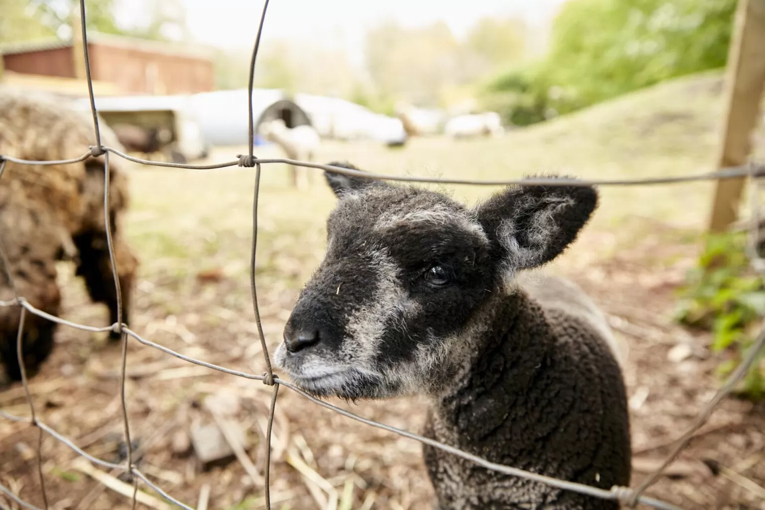 A lamb at Windmill Hill City Farm