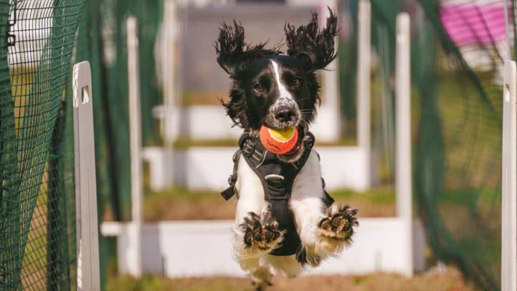 A dog running at the camera at DogFest with a ball in his mouth