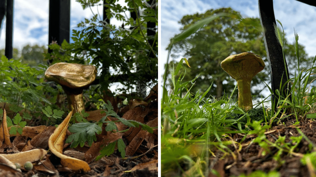 golden mushroom's hidden in grass and leaves for Wake The Tiger's Golden Mushroom Hunt